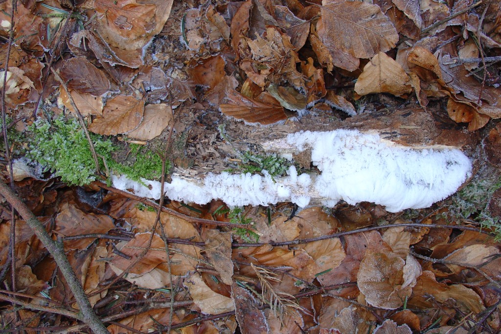 Syringae