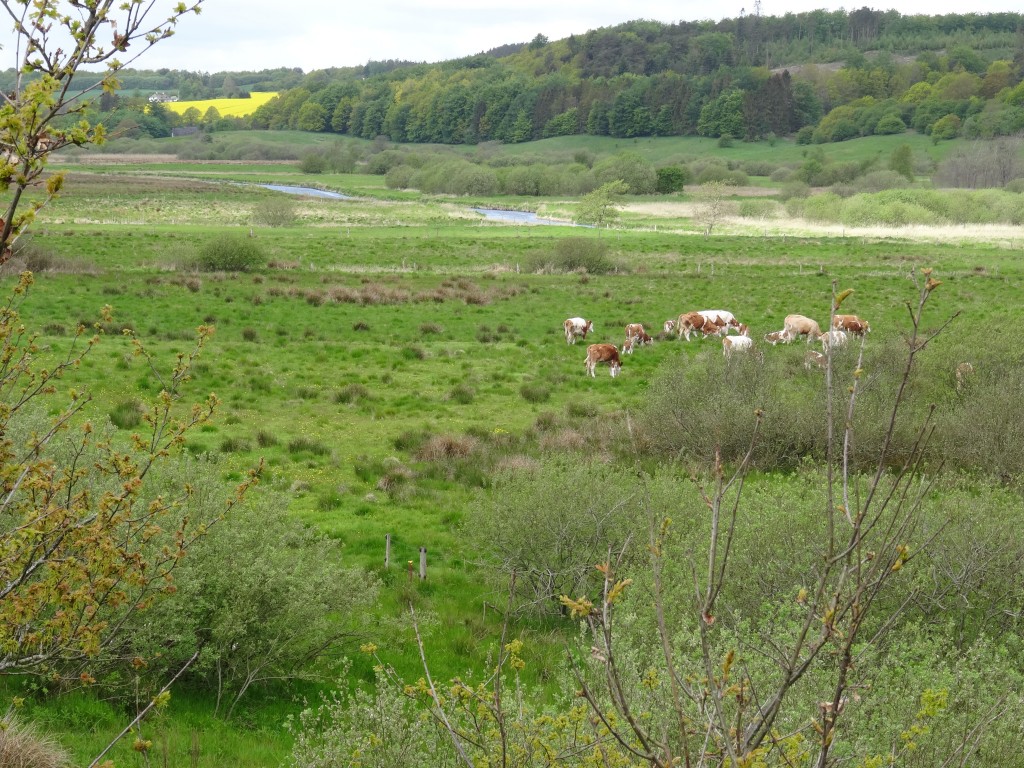 Græsningsprojektet i Lindenborg Ådal