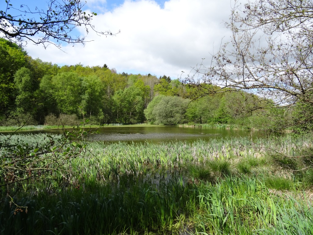 Skovsøen i Tågedal