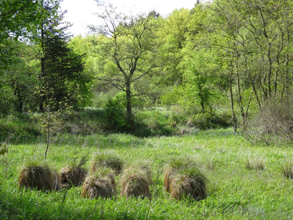 Dæmningen i Tågedal