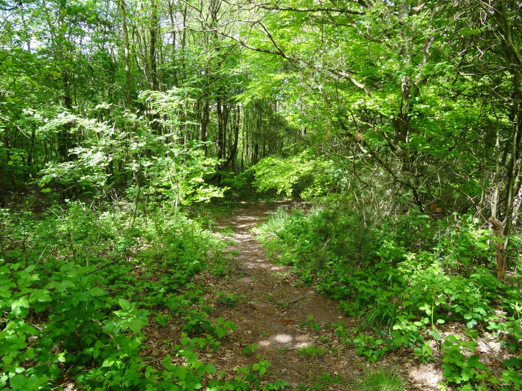 Bedste sted. Gerding skov