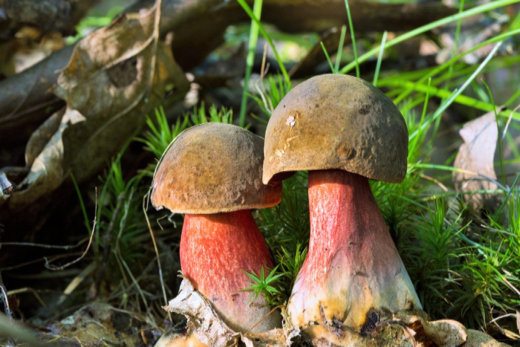 Svampe 6. Punktstokket indigo rørhat